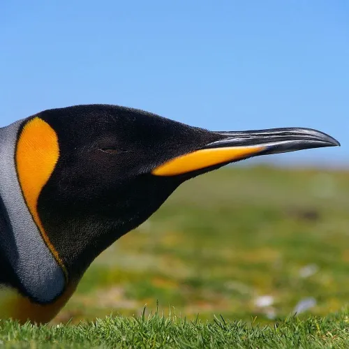 A Humble Politics icon