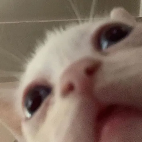 catallenya icon