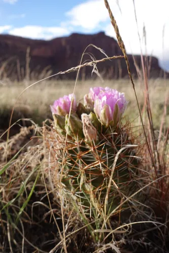 Reasonably Radical icon