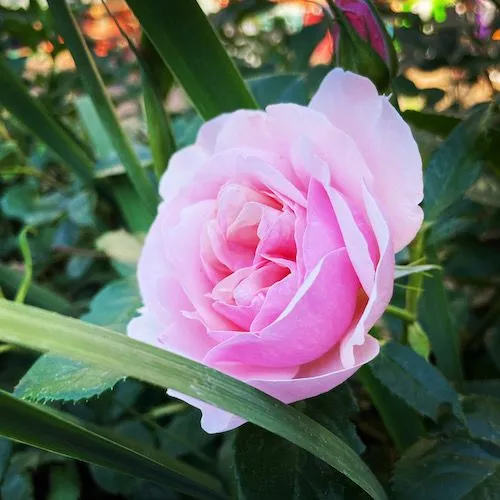 deborah finding icon