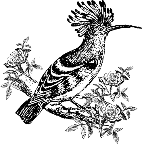 The Afghan Review icon