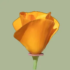 American Spring icon