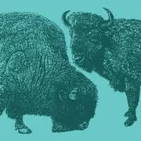 Buffalo Collective icon