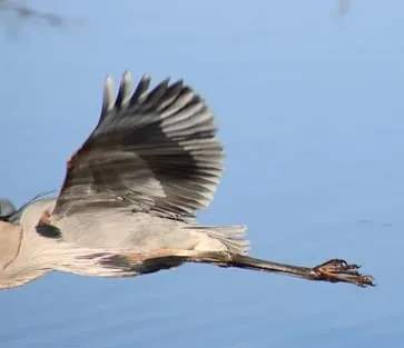 Sara Kate's Bird of the Day icon