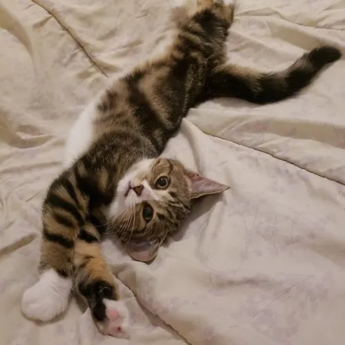 Thoughts of a Flesh Automaton icon