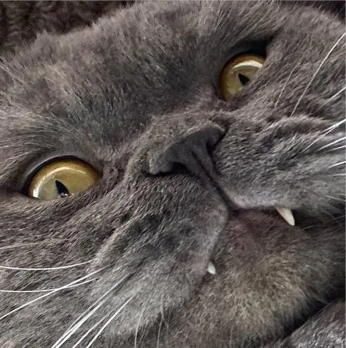 Shazcat icon