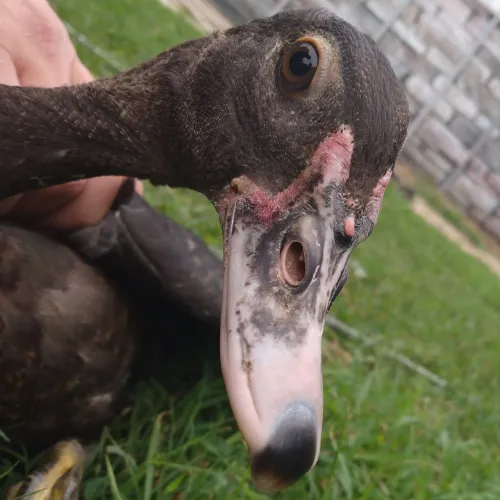 Half Acre In Town Farm icon