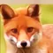 CroxFox icon