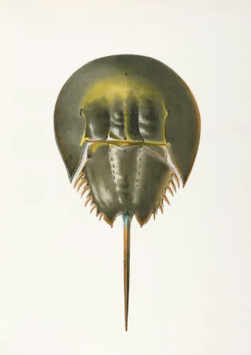 Travels with Limulus icon