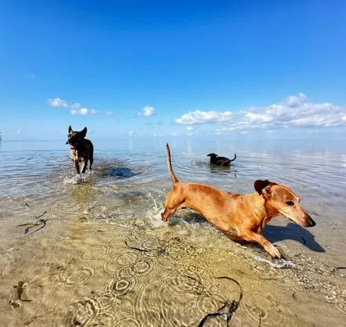 Unstoppable Morgan  icon