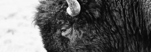 Native Oklahoma icon