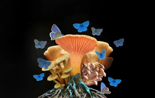 Entangled Worlds icon