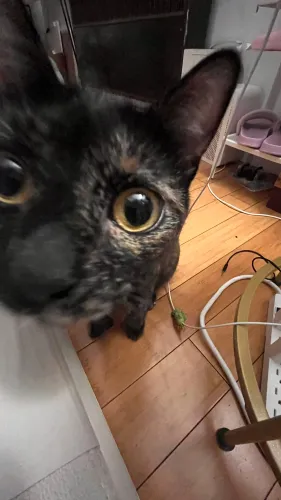 Lex and the city icon