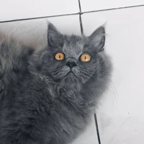 Orange Pawprints icon