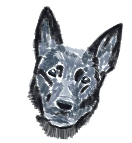 Kiras Blog - Diabetes beim Hund icon