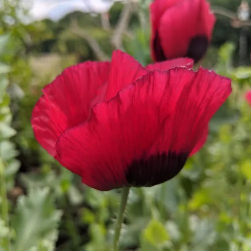 Everything under the sun icon