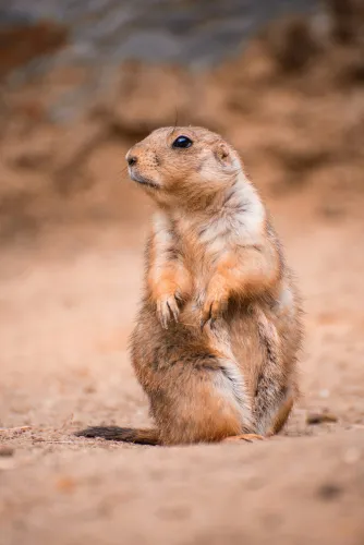 The Dances With Gophers Newsletter icon