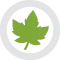 Sycomore icon