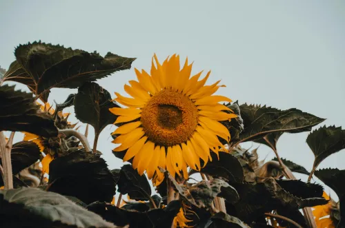 Sunflowers icon