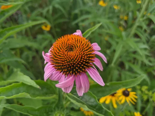 kolam creative collective icon