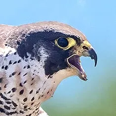 Bird Light Wind icon