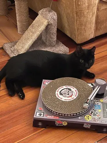 maura dot ghost  icon