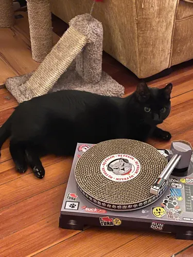 maura dot ghost  icon