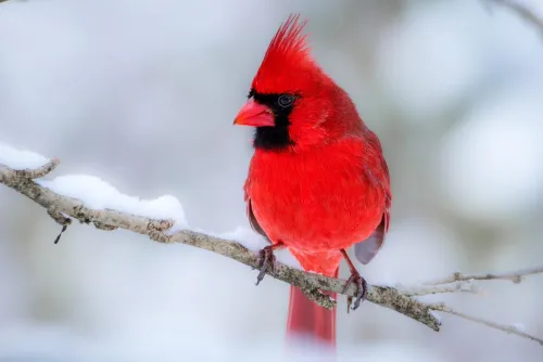 Louis Edward Taylor icon