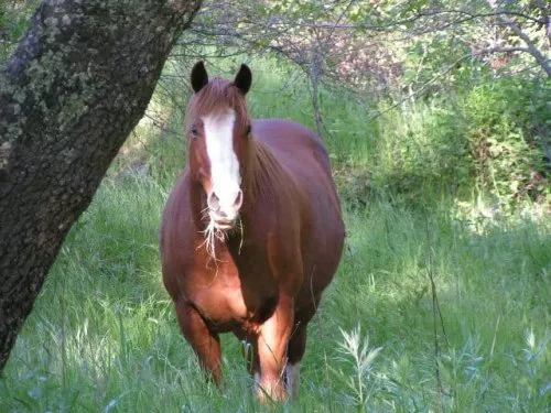Come Walk Along Horse Creek icon