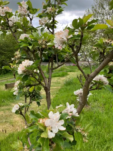 Friends of Jocks Burn Community Orchard icon