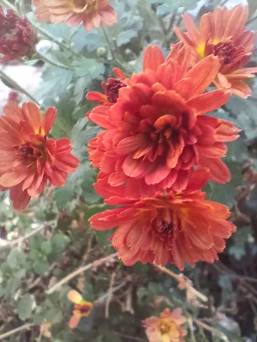 slow moving disaster icon