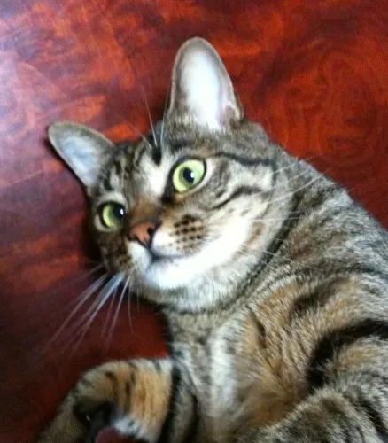 Flock of Cats XYZ icon