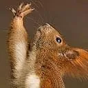 Squirrel Trench Audio: Maximum Musicality icon