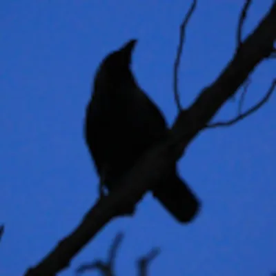 Not Someobody Else's Problem; Mine. icon