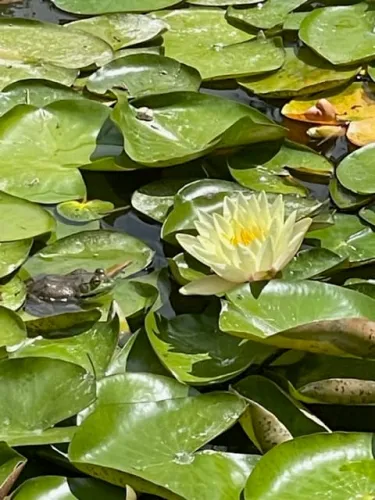 Moon Call Reverie icon