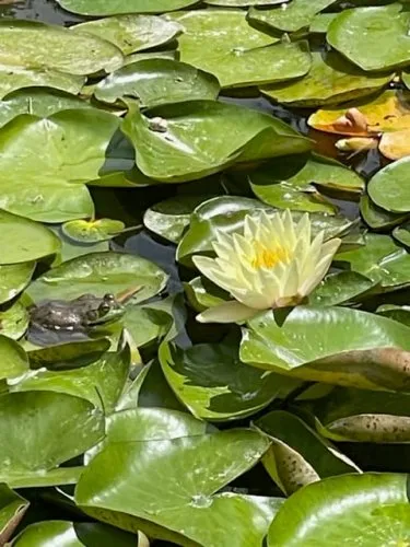 Moon Call Reverie icon