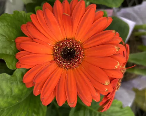 ronnie's space den icon