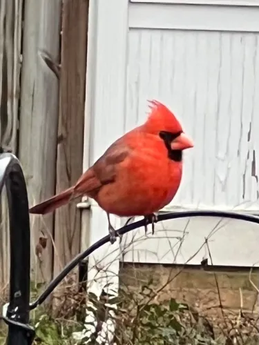 Thank You Birds icon