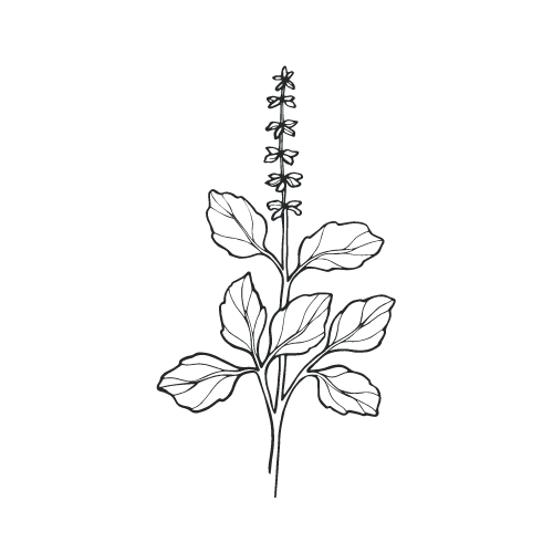 intimate practice icon