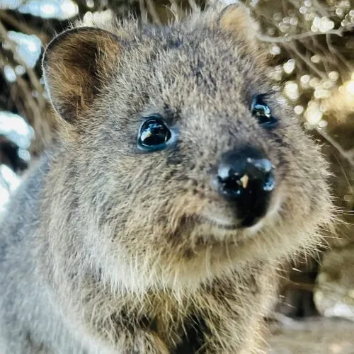 Quokka