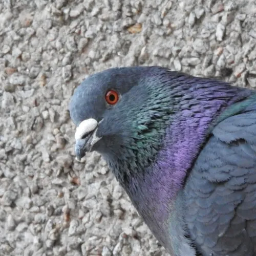Pigeon Dreadful