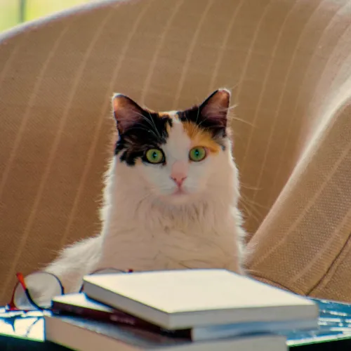 Евелин Дейзи