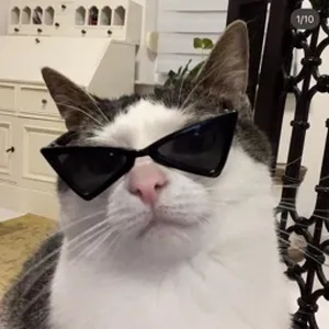 rayanlecat