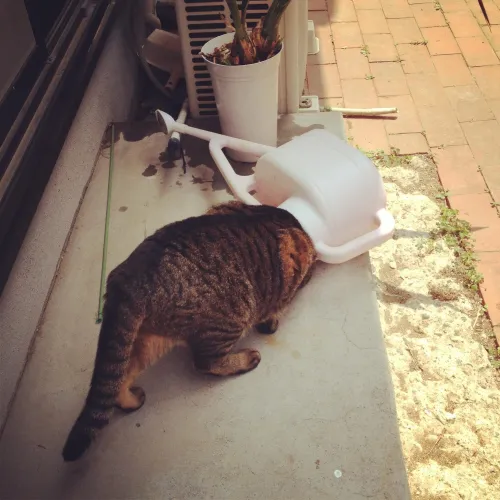 Flock of Cats