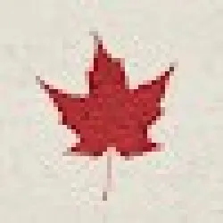 daun maple