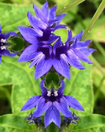 Cornelia Weatherbloomer