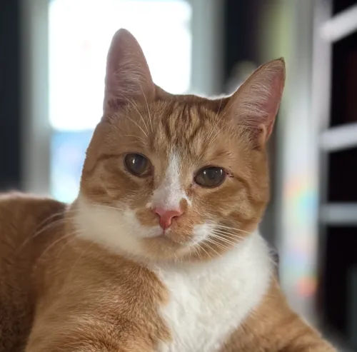 Lord San Clemente Pico